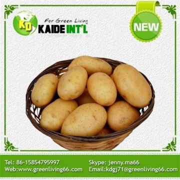 50g-100g New Fresh Potato Wholesaler