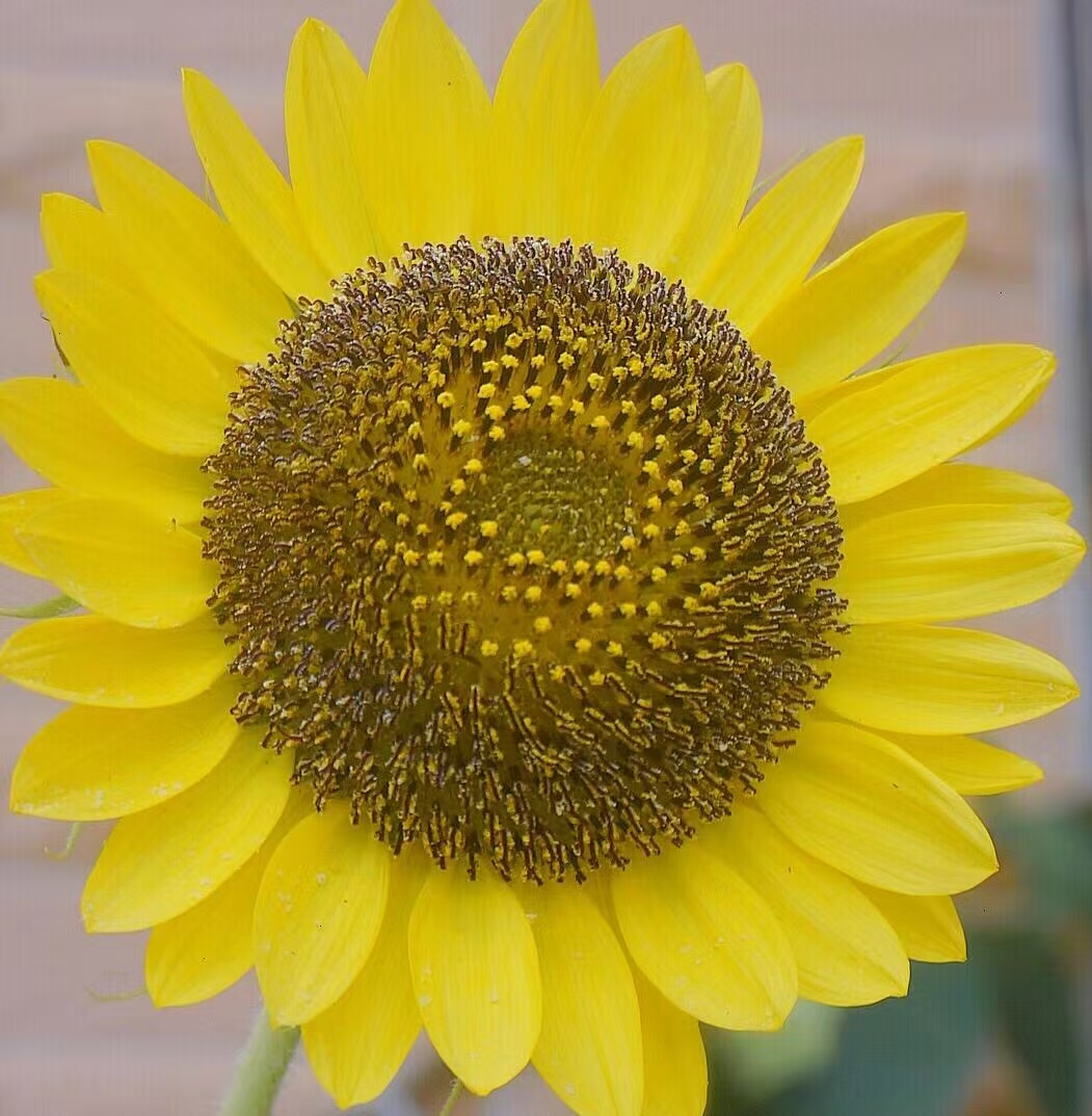 Lemon Queen Sunflower