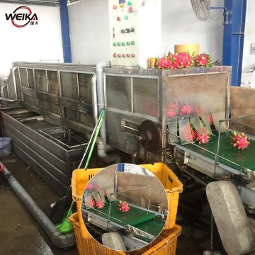 Dragon Fruit Sorting and Washing Machine