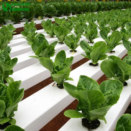 NFT Hydroponics 100X50mm PVC Channel for Greenhouse Growing Systems