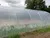 Green house film