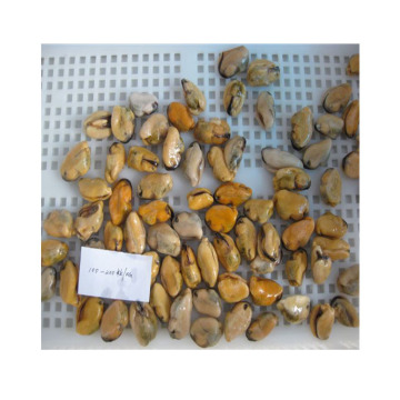frozen green mussel detail frozen blue mussel meat in fish frozen blue mussel meat without shell in fish