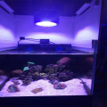 LED Light Aquarium LED z kontrolnymi fanami chłodzącymi