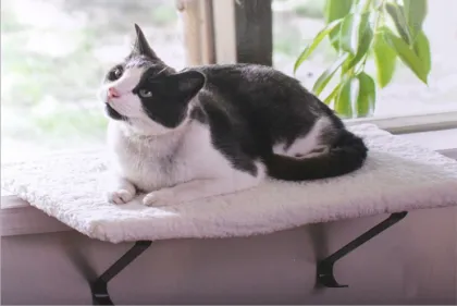 cat window perch sunny cat hammock bed