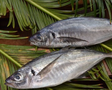 Frozen Whole Round Horse Mackerel 16-20cm For Export