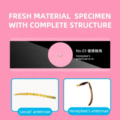 Insect Microscope Slides for Science Education and Teaching