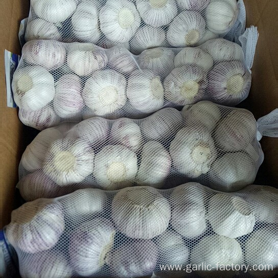 New Crop Fresh Garlic Market Price 1KG