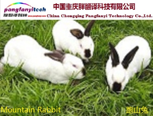 Natural  Healthy  Self-breeded  Mountain Rabbit