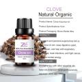 Essential Oil Clove For Mouth and Gum Disorder