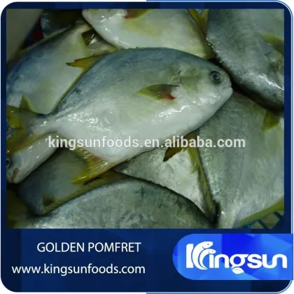 Frozen golden pomfret fish / golden pompano fish