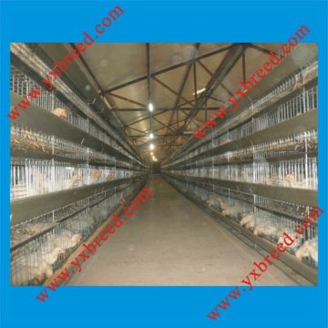 broilers breeders rearing system