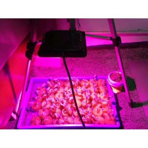 IP65 Waterproof Led Grow Light For Flower Seeding