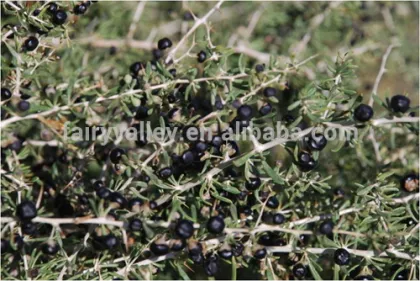 2016 black goji berry seeds black wolfberry seeds for cultivation