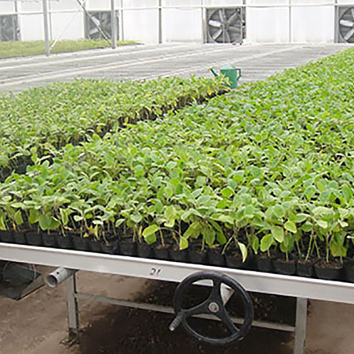 Movable Seed Bed Bench For Seedling Space-Saving