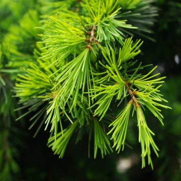 Huile de bois de cèdre pour le soin des cheveux