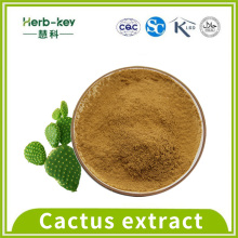 10: 1 enthalten Flavonoide Kaktus -Extrakt