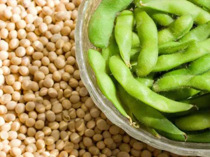 Food additive soy bean protein soy protein isolate