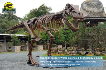 Tyrannosaurus rex Skeleton