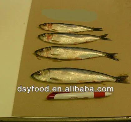 Frozen canned sardine
