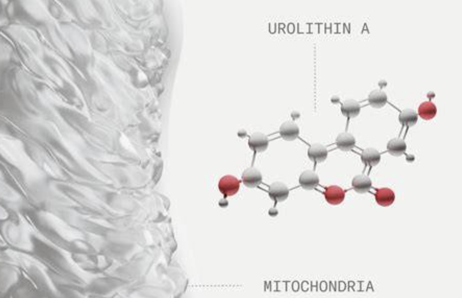 Urolithin A for Mitochondrial Nutrition