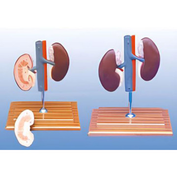 Anatomical model of pig kidney