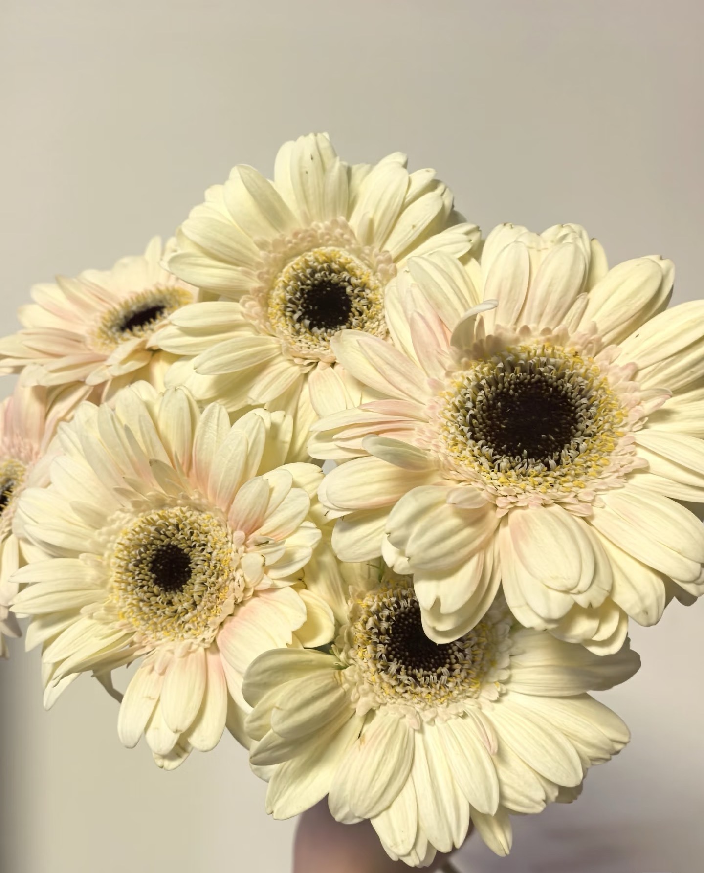 Standard white chrysanthemum Yujing Gerbera
