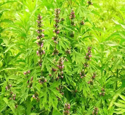 Natural Quality Motherwort Fruit