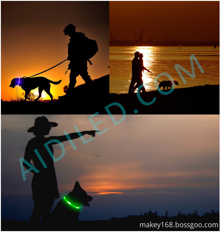 Dog Collars That Light Up