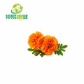 Water Soluble Lutein powder Marigold Flower Extract