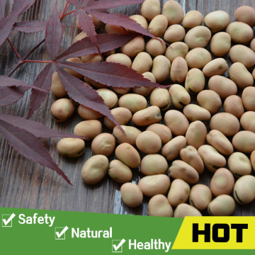 Export chinese broad bean of good quality
