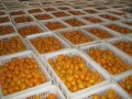 Sweet Nanfeng Baby mandarin