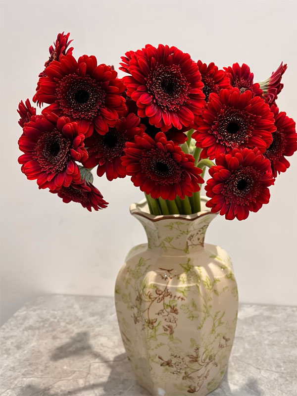 Red Gerbera standard chrysanthemum4
