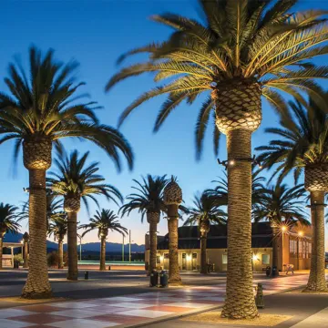 Coconut Hug Tree Lights: 12w/24w/48w Spotlight Pillar Ring Light for Palm Landscape