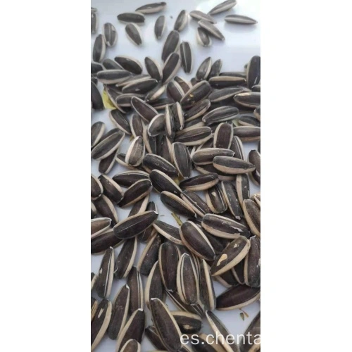 China precio de la semilla de girasol por tonelada Fabricantes