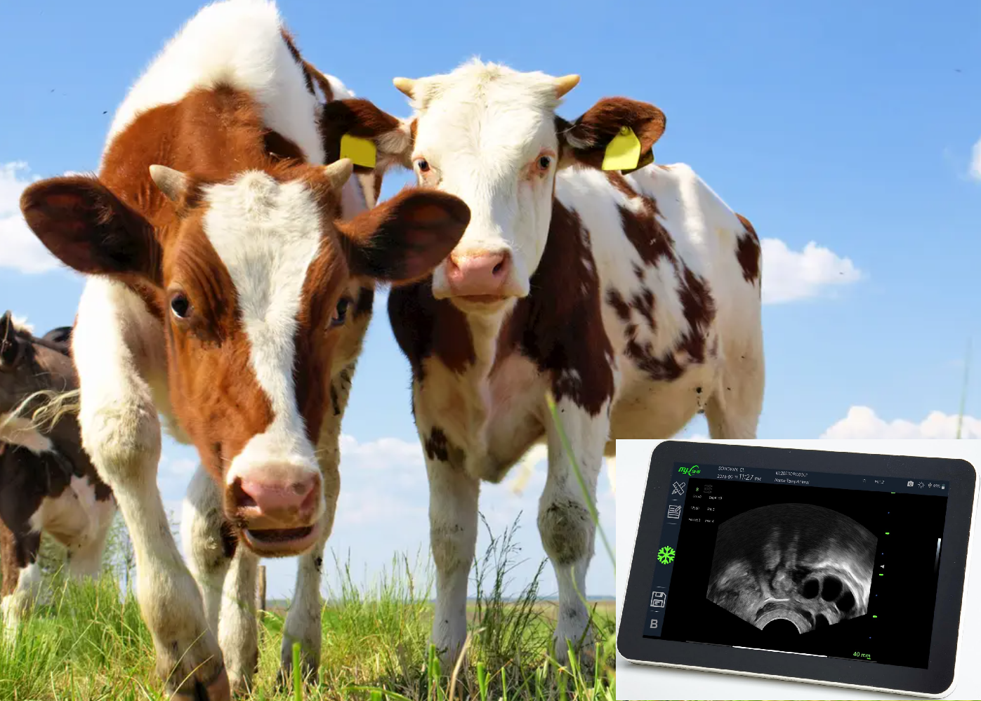 cattle pregnancy ultrasound