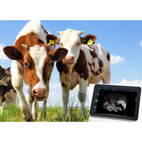 cow pregnancy ultrasound with R11 6.5MHz Micro-convex Probe