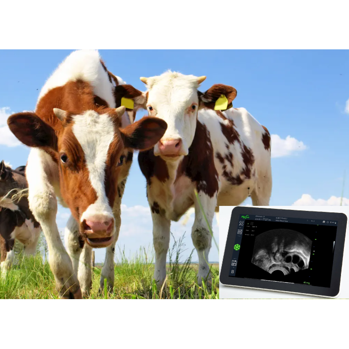 cow pregnancy ultrasound with R11 6.5MHz Micro-convex Probe