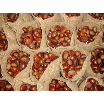Dandong fresh chestnut para la venta