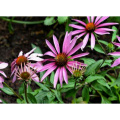 Echinacea Extract - High-Potency Purple Coneflower Herbal Supplement