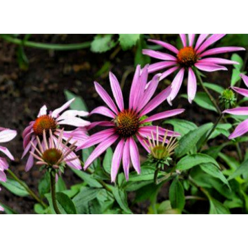 Echinacea Extract - High-Potency Purple Coneflower Herbal Supplement