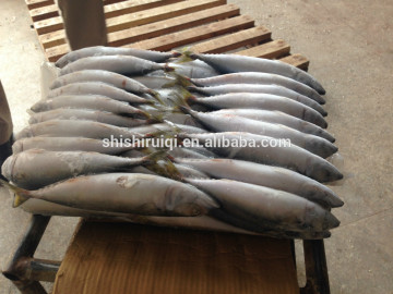 Fish Product Type and Whole Part saba mackerel for bait