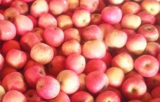 Fresh Fruit , Rich Nutritions Organic Fuji Apple For Human