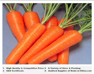 China High Quality Fresh Carrot