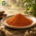 ميكرومونوسبورا النيابة. مادة ثقافة الأكتينوميسيت
