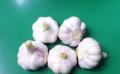 Bawang putih kulit putih segar Shandong