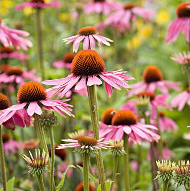 Echinacea Purpurea PE Benifit（パープルコンプレッサーの抽出物）