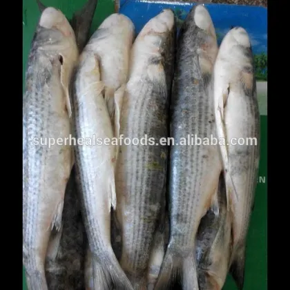 Grey Mullet Gutted Fish Frozen Seafoods