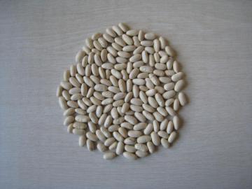 100 nature white kidney bean baishake