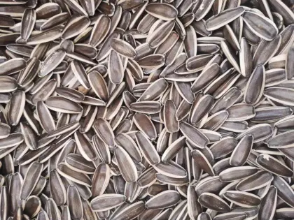 sunflower seeds 361