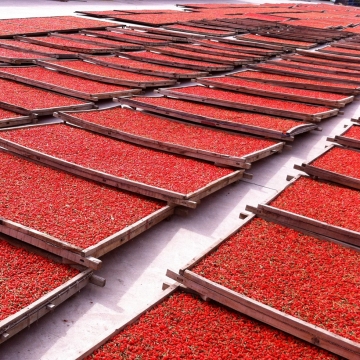 Size 750 Organic Goji Berry Tea
